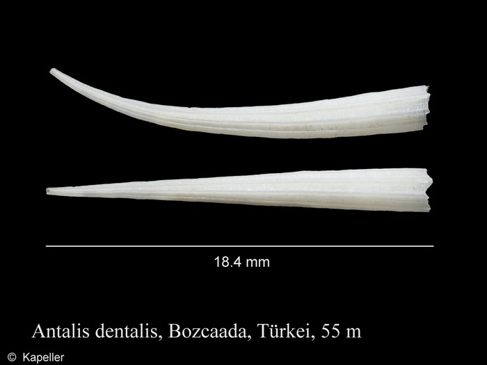 Antalis dentalis