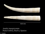 Antalis inaequicostata