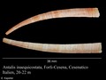 Antalis inaequicostata