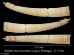Scaphopoda