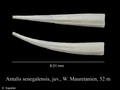 Antalis senegalensis