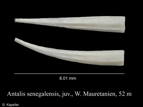 Antalis senegalensis