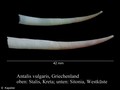 Antalis vulgaris