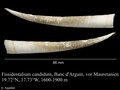 Fissidentalium candidum