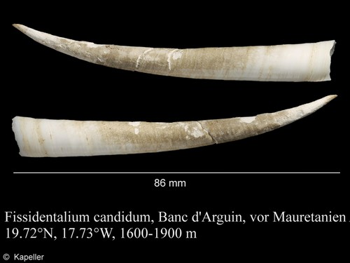 Fissidentalium candidum
