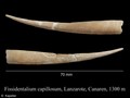 Fissidentalium capillosum
