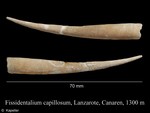 Fissidentalium capillosum