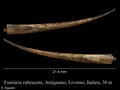 Fustiaria rubescens