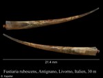 Fustiaria rubescens