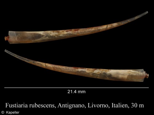 Fustiaria rubescens