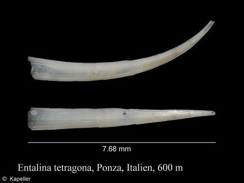 Entalina tetragona
