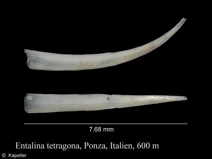 Entalina tetragona
