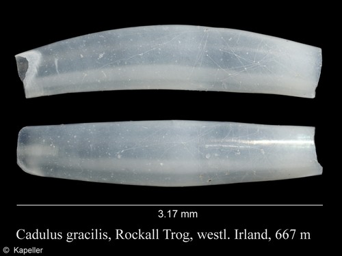 Cadulus gracilis