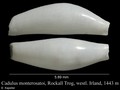Cadulus monterosatoi