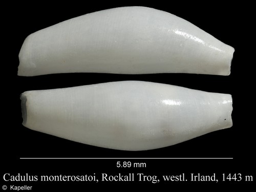 Cadulus monterosatoi