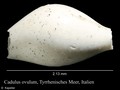 Cadulus ovulum