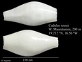 Cadulus rossoi