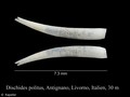 Dischides politus
