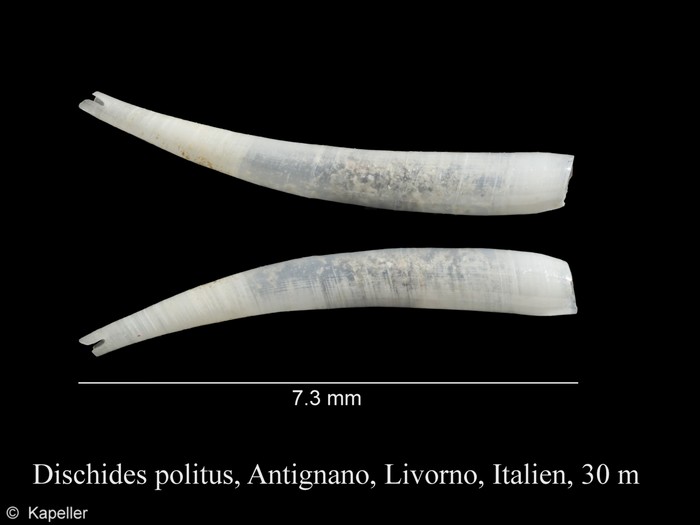 Dischides politus