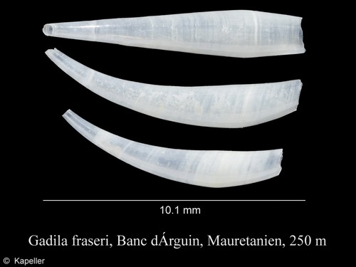 Gadila fraseri