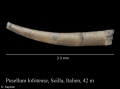 Pulsellum lofotense