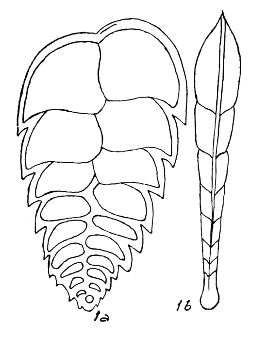 Bolivina superba Emiliani, 1949