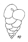 Bulimina aseriata Emiliani, 1949