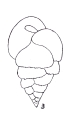Bulimina aseriata var. pseudospinosa Emiliani, 1949