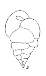 Bulimina aseriata var. pseudospinosa Emiliani, 1949