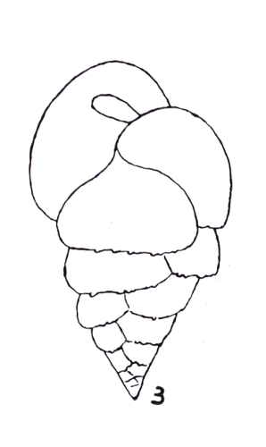 Bulimina aseriata var. pseudospinosa Emiliani, 1949