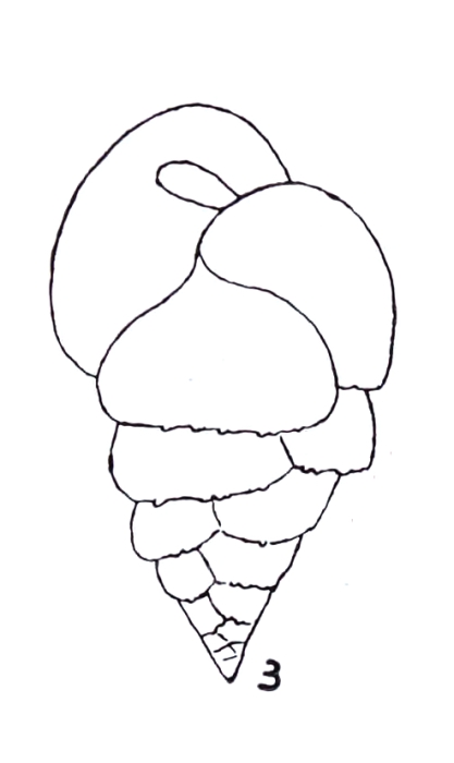 Bulimina aseriata var. pseudospinosa Emiliani, 1949