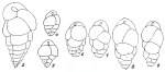 Bulimina elegans var. subspinosa Emiliani, 1949