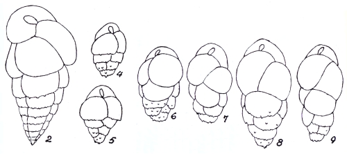 Bulimina elegans var. subspinosa Emiliani, 1949