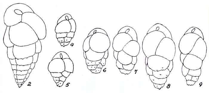 Bulimina elegans var. subspinosa Emiliani, 1949