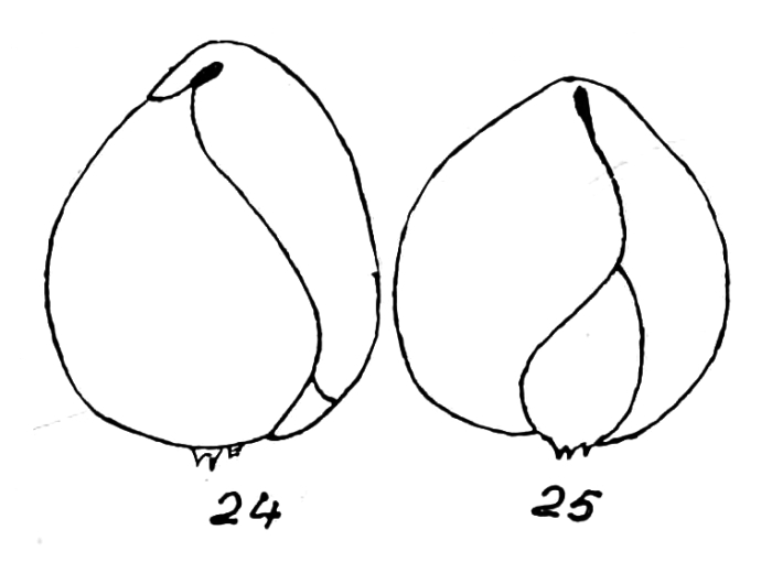 Bulimina pyrula var. pseudospinescens Emiliani, 1949