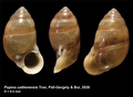 Holotype of Pupina cattienensis Tran, Páll-Gergely & Bui, 2026
