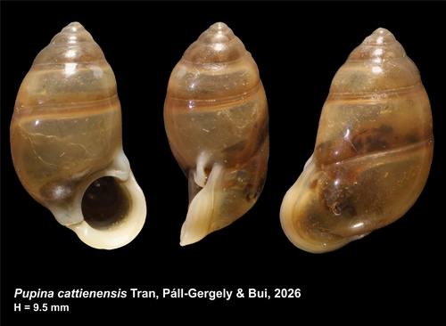 Holotype of Pupina cattienensis Tran, Páll-Gergely &amp; Bui, 2026