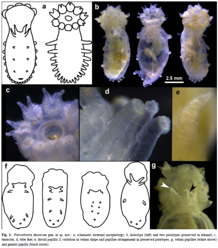 Kremenetskaia et al. Fig. 3