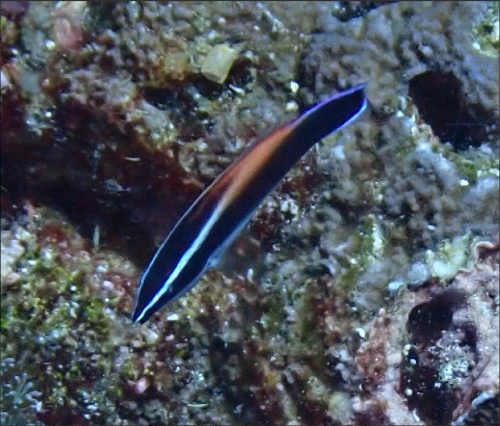 Labroides flammulatus