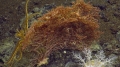 Callistephanus pacificus