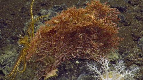 Callistephanus pacificus