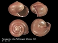 Holotype of Fansipanica milae Páll-Gergely & Dedov, 2026