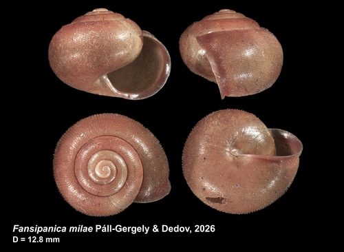 Holotype of Fansipanica milae Páll-Gergely &amp; Dedov, 2026