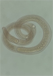 Desmodora sp.
