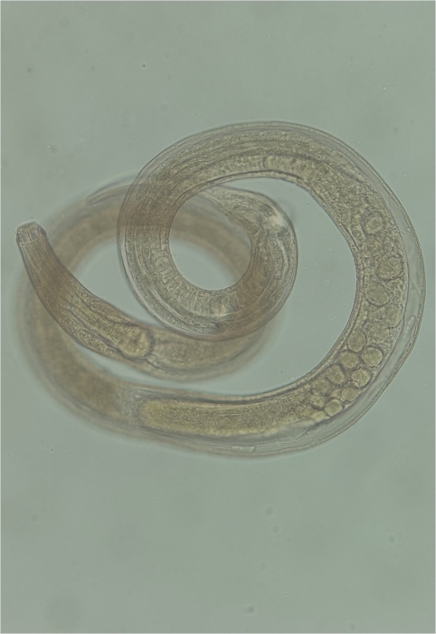 Desmodora sp.