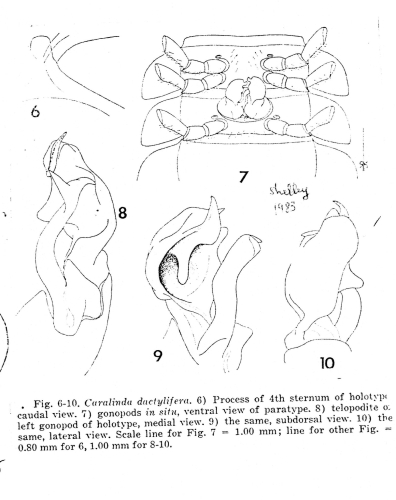 Caralinda dactylifera