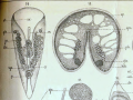 Convoluta borealis