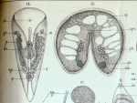 Convoluta borealis