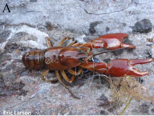 Pacifastacus okanaganensis