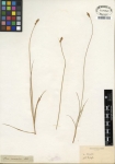 Isotype of Carex consanguinea